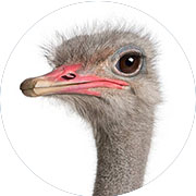 Banazlı Ramazan - Deve kuşu