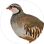 Banazlı Ramazan - Keklik