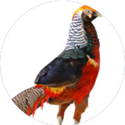 Banazlı Ramazan - Sülün