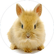 Banazlı Ramazan - Tavşan