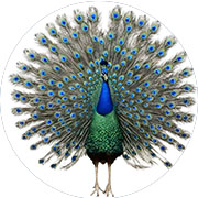 Banazlı Ramazan - Tavus Kuşu