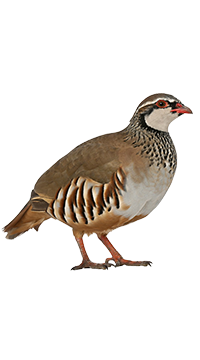 Banazlı Ramazan - Tavus Kuşu ve Egzotik Hayvanlar ÇiftliğiDog