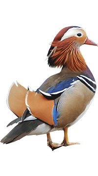 Banazlı Ramazan - Tavus Kuşu ve Egzotik Hayvanlar ÇiftliğiDog