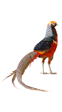 Banazlı Ramazan - Tavus Kuşu ve Egzotik Hayvanlar ÇiftliğiDog