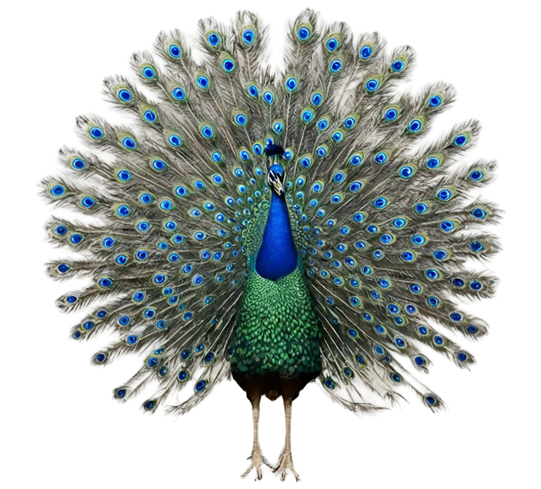 Banazlı Ramazan - Tavus Kuşu ve Egzotik Hayvanlar Çiftliği