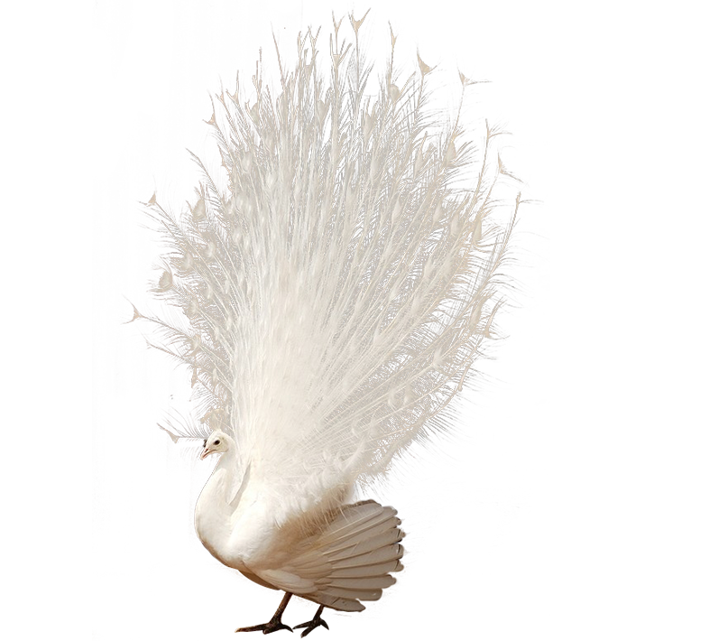 Banazlı Ramazan - Tavus Kuşu ve Egzotik Hayvanlar Çiftliği 