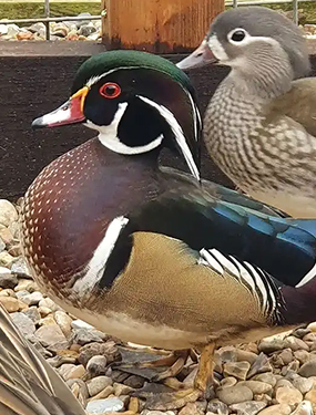 Banazlı Ramazan - ördek