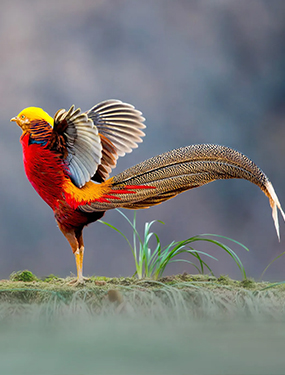 Banazlı Ramazan - Tavus Kuşu ve Egzotik Hayvanlar Çiftliğibreed