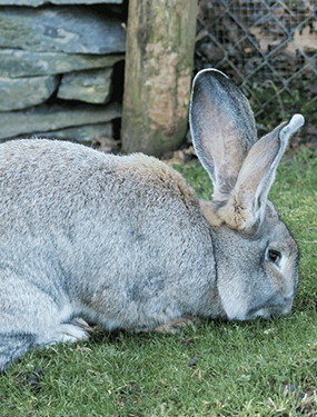 Banazlı Ramazan - tavsan