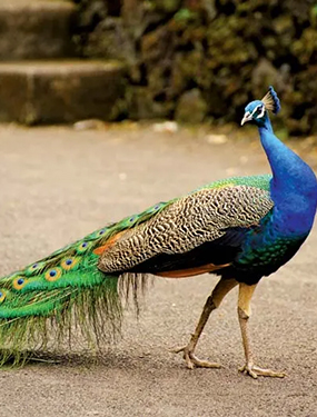 Banazlı Ramazan - Tavus Kuşu 